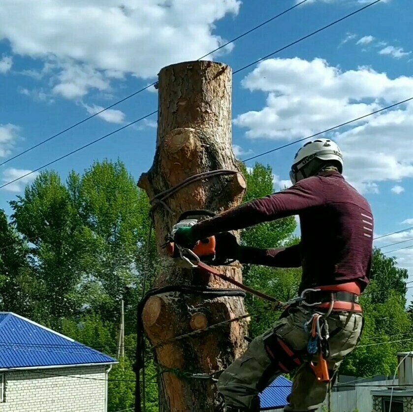 Удалить сложные деревья в Саратове