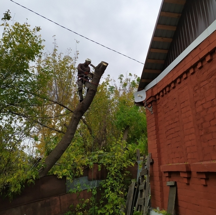 удаление дерева на дачном участке