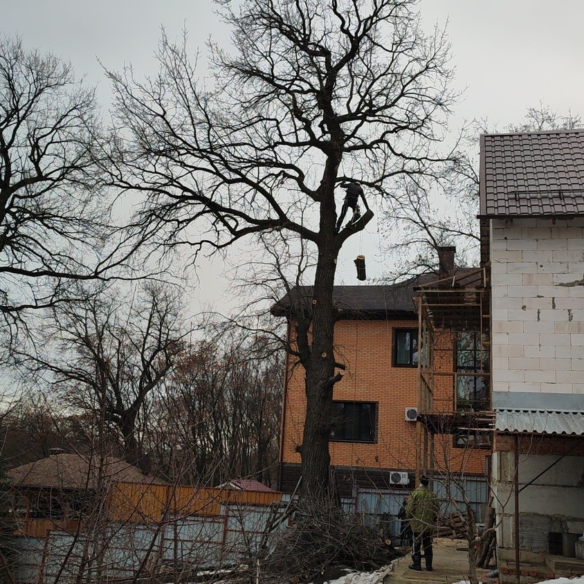 Кронирование дерева в Саратове