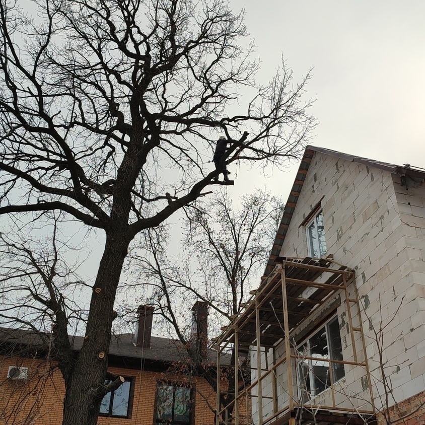 Кронирование дерева в Энгельсе специалистом