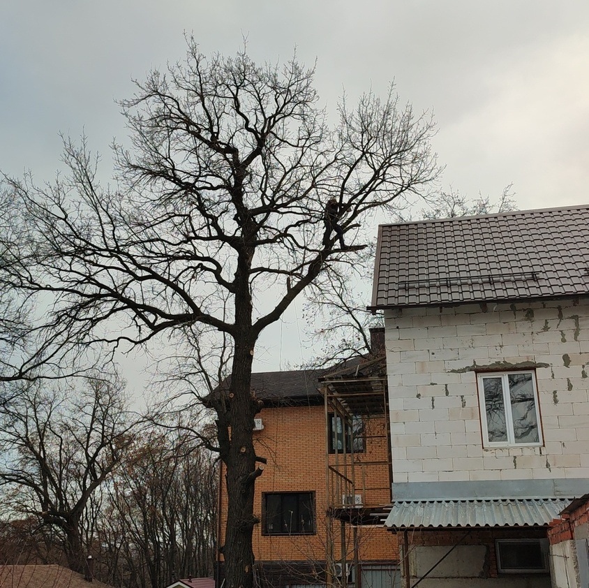 Услуги по кронированию деревьев в Саратове