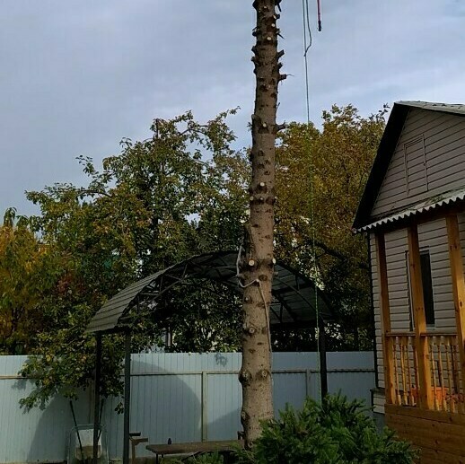 спилить дерево на дачном участке в Саратове